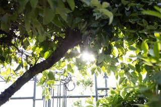 Achtsamkeitstraining in der Natur und im Wald im Raum Rastatt, Baden-Baden, Karlsruhe: Ein Sonnenstrahl scheint durch einen Baumwipfel.