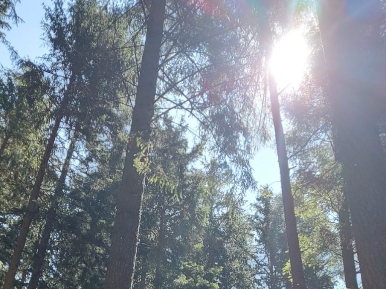 Natur- und Achtsamkeitstraining im Wald von achtklang: Sonnenlicht bricht sich zwischen Bäumen