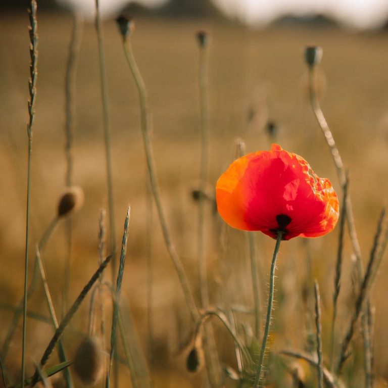 Achtsamkeitstraining in der Natur und im Wald: Eine Mohnblume auf einem Feld