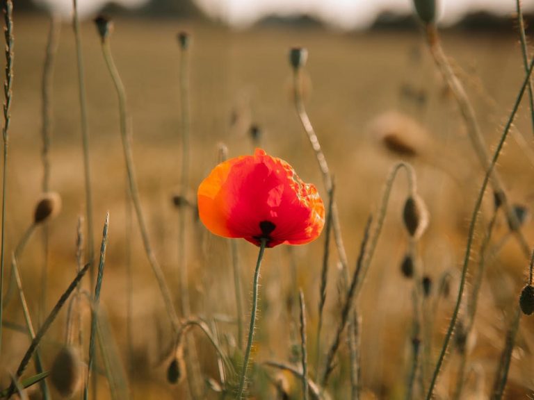 Achtsamkeit und Coaching im Wald: Eine einzelne blühende Mohnblume auf einem Feld